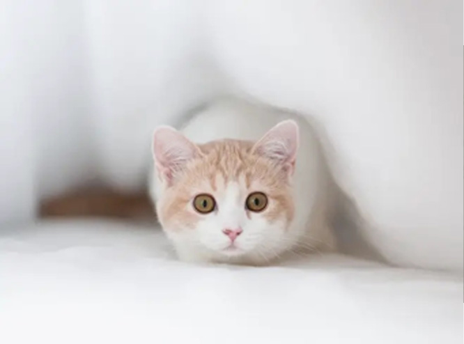 1652077035839896.jpg 9.jpg