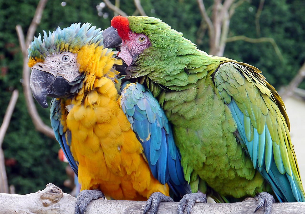 macaw-498671_1280.jpg